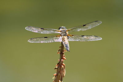 Close-up of dragonfly