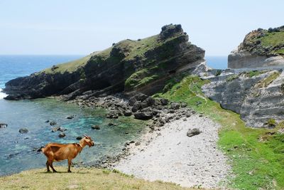 Horses on cliff by sea against clear sky