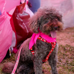 Close-up portrait of dog