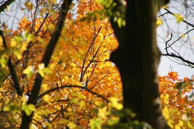 Low angle view of maple tree in forest during autumn