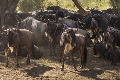 Horses in a field