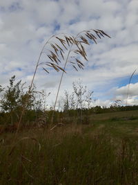 Scenic view of grassy field against sky