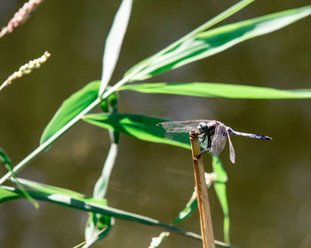 Close-up of a blue firefly on a wooden stick