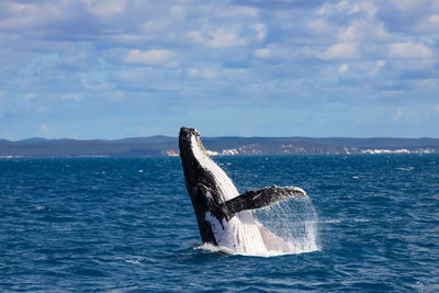 View of an animal on sea against sky