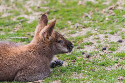 Close-up of rabbit on field