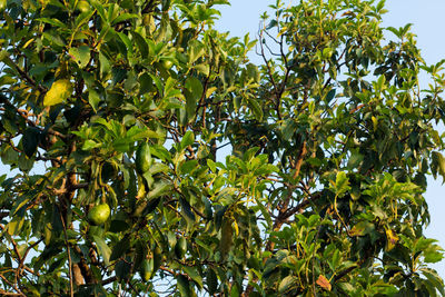 Tree against sky