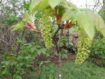 Close-up of flowers blooming on tree