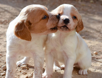 Portrait of two dogs