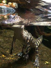 Close-up of turtle swimming in aquarium