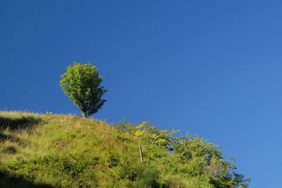 Plants against clear blue sky