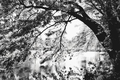 Reflection of trees in lake