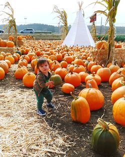 Full frame shot of pumpkins on field