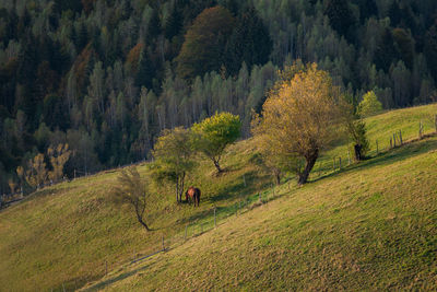 Scenic view of trees on field