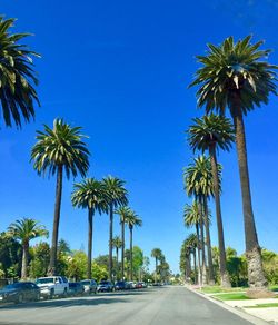 Palm trees against clear blue sky
