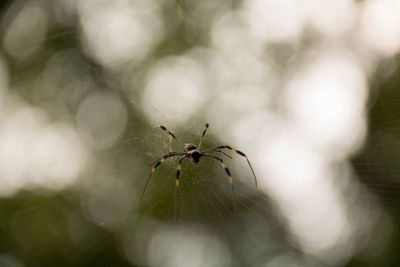 Close-up of spider on web