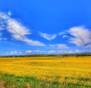 Scenic view of agricultural field against sky