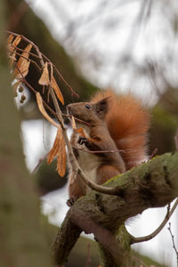 Close-up of squirrel