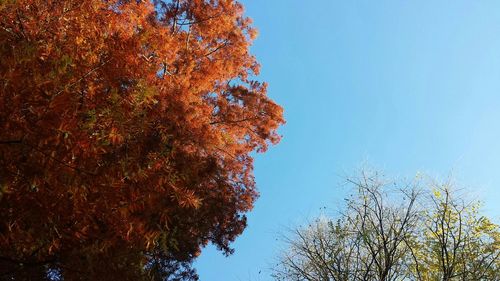 Low angle view of trees against clear blue sky