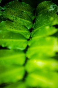 Full frame shot of green leaves