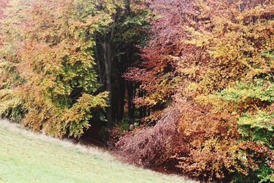 Close-up of tree