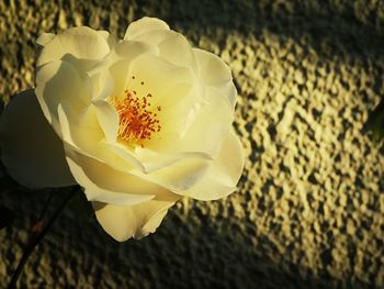 Close-up of yellow rose