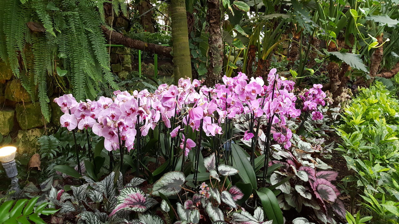 CLOSE-UP OF PURPLE FLOWERING PLANTS