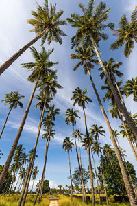 Low angle view of coconut palm trees against sky