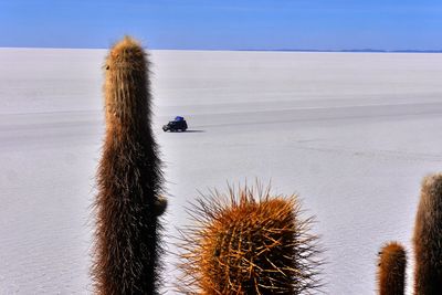 Close-up of cactus in sea against sky