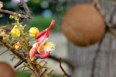 Cannonball tree is beautifully blooming on the tree.