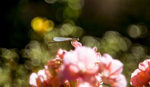 Close-up of butterfly on flowers