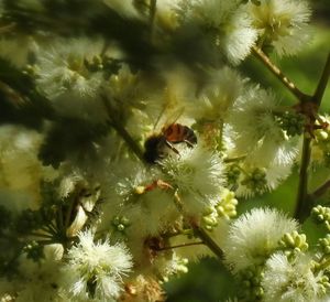 Close-up of insect on tree