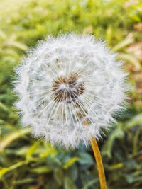 Close-up of dandelion flower on field