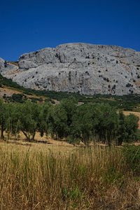 Scenic view of field against clear blue sky