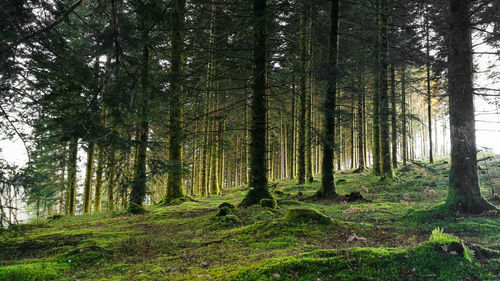 Trees in forest