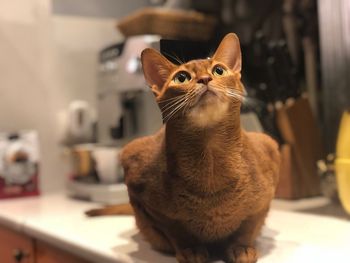 Close-up of a cat looking away