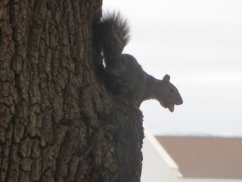 Close-up of squirrel on tree trunk