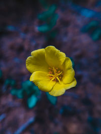 Close-up of yellow flowering plant