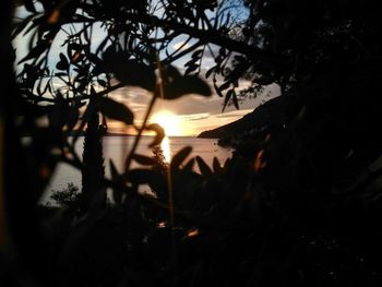 Close-up of silhouette tree against sunset