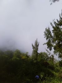 Low angle view of trees in foggy weather