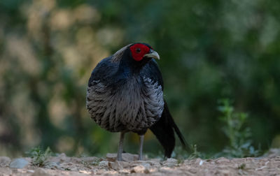 Close-up of bird perching on rock