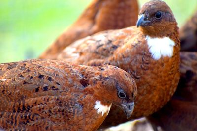 Close-up of quail