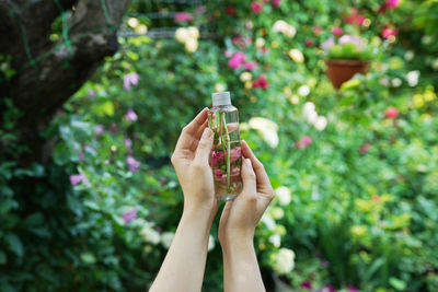 Low section of woman holding pink flowering plants