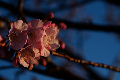 Close-up of flowers against blurred background