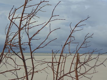 Low angle view of bare tree against sky