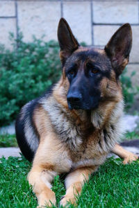 Portrait of dog sitting on field