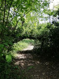 Trees growing in forest