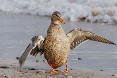 Close-up of duck in lake