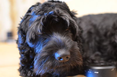 Close-up portrait of dog