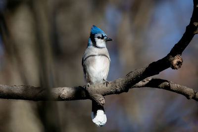 Close-up of blue jay bird perching on branch