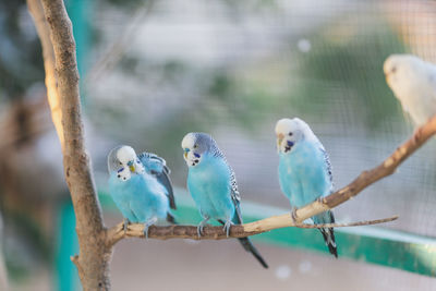 View of birds perching on branch